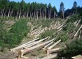 Немного о лесозаготовке